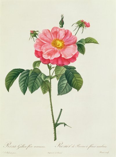 Rosa Gallica Flore Marmoreo da Pierre Joseph Redouté